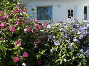 a bush of purple flowers in front of a house at Ferienwohnung Sonnenschein in Dranske +51 photos