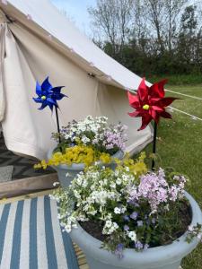two pots of flowers in front of a tent at Country PUPkins Camping in Branscombe