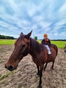 a child sitting on a horse in a field at Ferienhaus Lion in Neustadt-Glewe