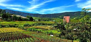 a field of crops with mountains in the background at Royal Horizon in Nuwara Eliya