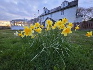 a bunch of daffodils in the grass in front of a house at River Black Water inn in Garve