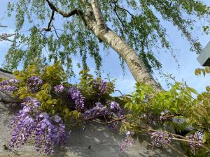 a tree with purple flowers in a hanging basket at Appartement 'de Stadstuin' in Harderwijk +20 photos