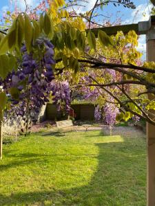 a flowering tree in a yard with purple flowers at Appartement 'de Stadstuin' in Harderwijk