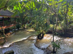 a stream in the middle of a forest at Baan Suan Tondin in Ban Du Son