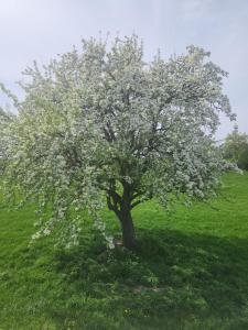 a tree with white flowers in a green field at Destination Prive Markgräfler Land in Bad Bellingen +4 photos