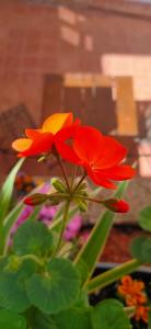 two red and yellow flowers in a garden at "Les Chacobins" - appart'étape avec Garage Vélos in La Réole +42 photos