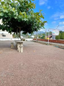 a tree sitting on a bench in the middle of a street at Hostel Uziel in Timbó