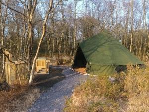 a green tent sitting in the middle of a forest at Green woodland bell tent in Ynys Station