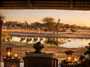 a group of giraffes walking around a watering hole at Avenir Safari Group in Okahandja