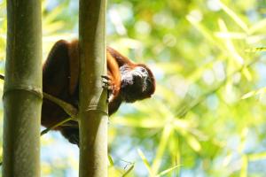 a monkey is climbing on a tree branch at EcoHotel Inka Minka in Santa Marta