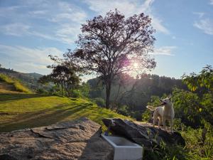 a cat standing on top of a rock at Parque Parapirá Camping in Socorro +15 photos