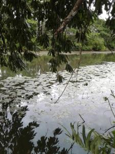 Galeriebild der Unterkunft Homestay Seri Nipah Perlis in Kangar