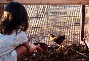 a woman looking at a chicken in a cage at Tropical Design Stay near Playa Avellanas with Rooftop Terraces in Santa Cruz