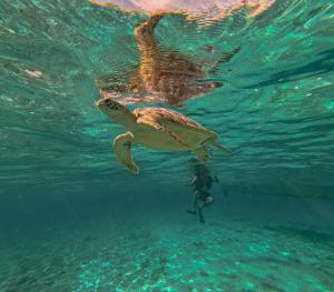 a green sea turtle swimming next to a person in the water at Ora Resort Gili Meno in Gili Meno