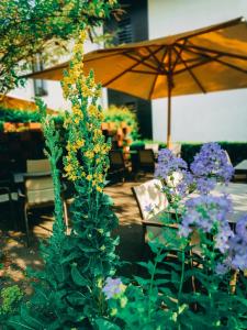 eine Gruppe violetter und gelber Blumen in einem Garten in der Unterkunft Landhaus Beckmann in Kalkar