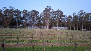 a field of vines with a farm in the background at Nu Leaf Retreat in Pokolbin +88 photos