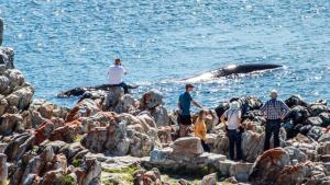 a group of people watching a whale in the water at Whale Heights in De Kelders +40 photos