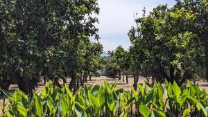 a row of trees and plants in a field at Casa EntreAzules l Vivienda Rural in Lecrin +58 photos