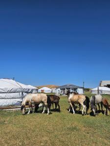 a group of horses grazing in a field at Mongol Altai Tour Camp in Högönö-Taranaiin-Hüree +15 photos