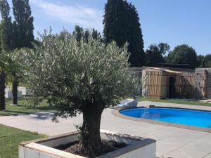 a tree in a planter next to a swimming pool at Enigma Lounge Chalet with swimming pool in Zutendaal