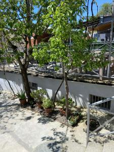 two trees and potted plants next to a building at Andre in Kutaisi