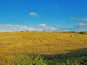 a large field of hay with animals grazing in it at Murton Cottage in East Ord