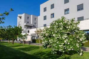a large white flowering bush in front of a building at Hotel Palace Medjugorje in Međugorje