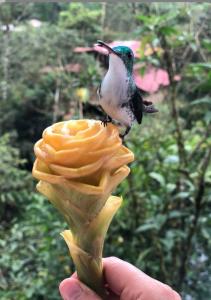 a bird perched on top of a yellow flower at Hotel Real, Villa Garzón in Villagarzón