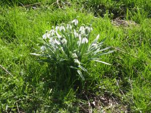a bunch of white flowers in the grass at The Cosy Hill in Poperinge