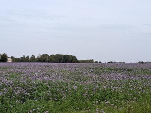 a field of purple flowers in a field at The Cosy Hill in Poperinge
