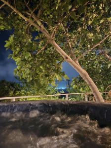 a tree sitting next to a body of water at היחידה - Hayehida in Ma'alot Tarshiha
