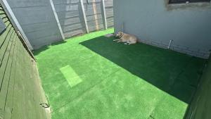 a cat laying on the grass on a patio at Meerlust Cottage in Cape Town
