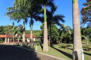 a group of palm trees in a park at Amanecer del Monday in Puerto Presidente Franco