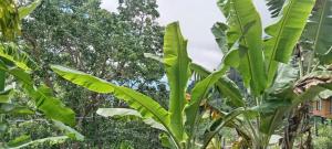 a banana tree with green leaves in front of trees at Ella Nature viwe Lodge in Ella