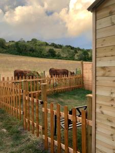 two brown cows behind a wooden fence in a field at Heated shepherds hut overlooking open countryside in Chichester