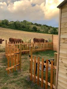 a group of cows in a field behind a fence at Heated shepherds hut overlooking open countryside in Chichester +6 photos