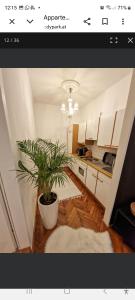 a kitchen with a potted plant in a room at Apartment Andras in Murau