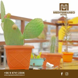 a group of potted plants sitting on a table at Mediterraneo Hotel in Iquique +7 photos