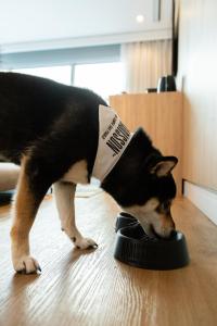 a black and white dog is playing with a bowl at Radisson Vila Olimpia Sao Paulo in São Paulo