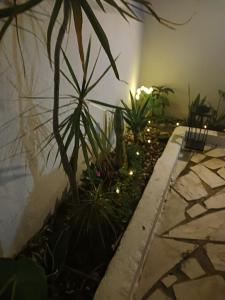 a garden with plants and lights next to a wall at Flamingo's Bay in Corroios +107 photos