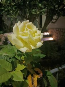a yellow rose with a bee on it at Flamingo's Bay in Corroios