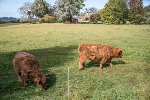 two cows grazing in a field behind a fence at Wingana Homestead - Scenic Views, Bundanoon in Bundanoon