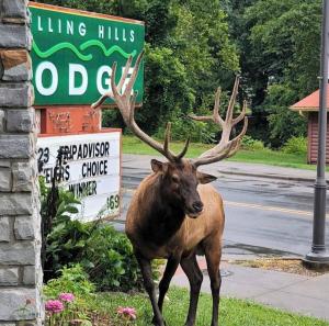 a deer with large antlers walking down a street at Rolling Hills Lodge in Cherokee