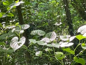 a group of green plants in a forest at RV&TENT camping in Hamallë