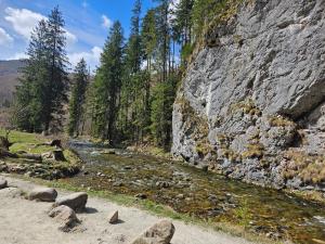 a river next to a rocky mountain with trees at Przystanek Dolina Kościeliska in Kościelisko