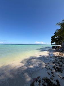 a beach with the ocean and a palm tree at Anda Seabreeze Pension Haus in Anda
