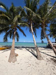two palm trees on a beach with the ocean at Anda Seabreeze Pension Haus in Anda
