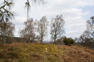 a group of trees on top of a hill at Rose Cottage in Contin