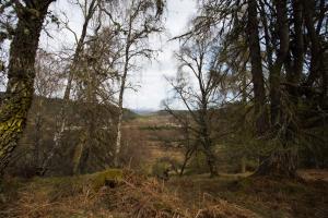 a forest of trees with a view of a valley at Rose Cottage in Contin