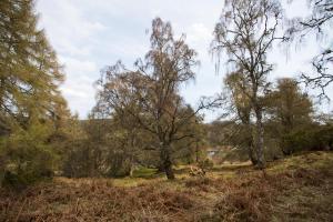 a group of trees in a grassy field at Rose Cottage in Contin